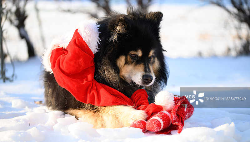 狗摘下他的圣诞帽图片素材