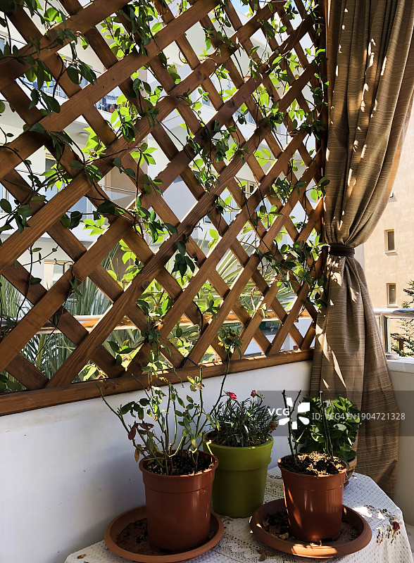 惬意的路边咖啡馆与绿色盆栽在阳光明媚的夏日图片素材