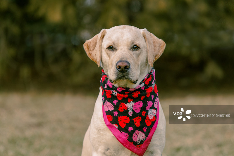 戴着情人节大手帕的黄色拉布拉多猎犬图片素材