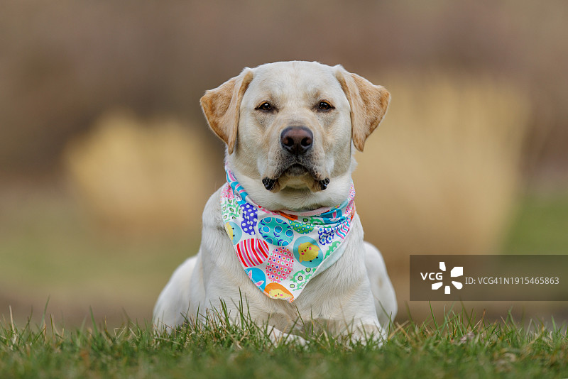 黄色拉布拉多猎犬戴着复活节大手帕躺着图片素材