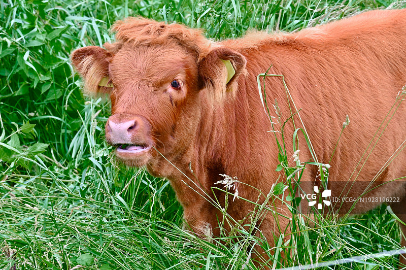 奶牛站在田野上的肖像图片素材