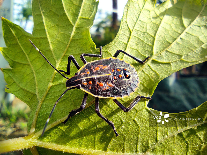 叶上的森林虫(Pentatoma rufipes)昆虫特写图片素材