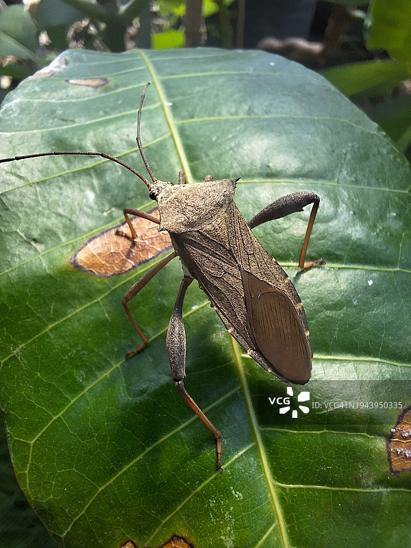 褐盾虫，边缘核虫，在花园的叶子上，南瓜虫，码头虫图片素材