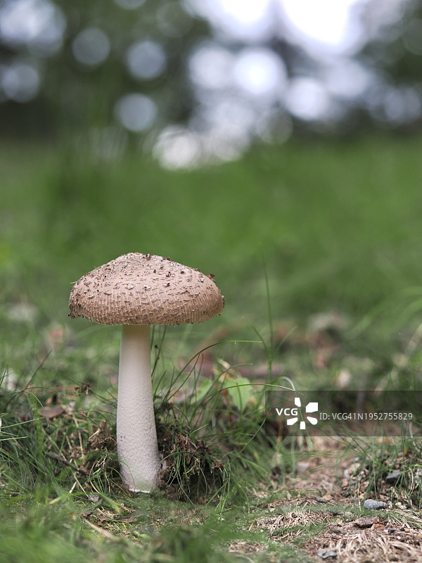 美国马萨诸塞州韦尔斯利的田间蘑菇生长特写图片素材