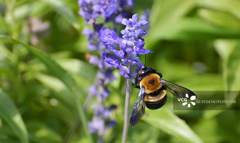 蜜蜂在紫色花朵上的特写，米德尔敦，新泽西州，美国图片素材
