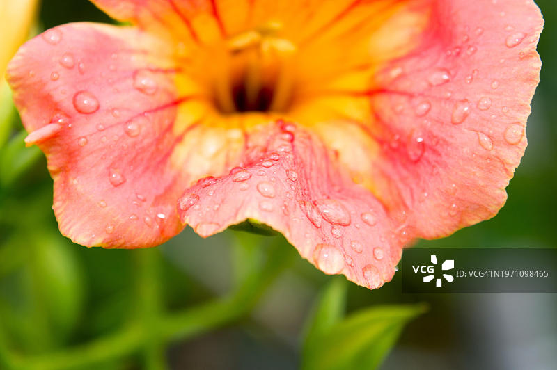 亚洲韩国，一朵粉红色和橙色的花，上面有水滴图片素材