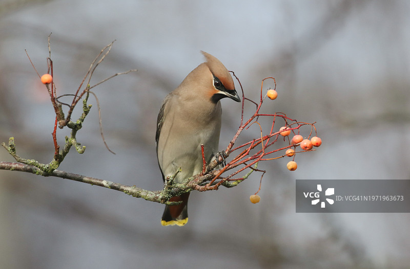 一只啄食树浆果的蜡翅鸟。秋季/冬季来英国的游客。图片素材