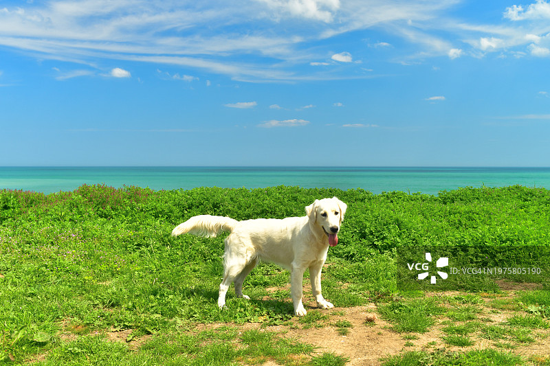 沙滩上的金毛猎犬图片素材