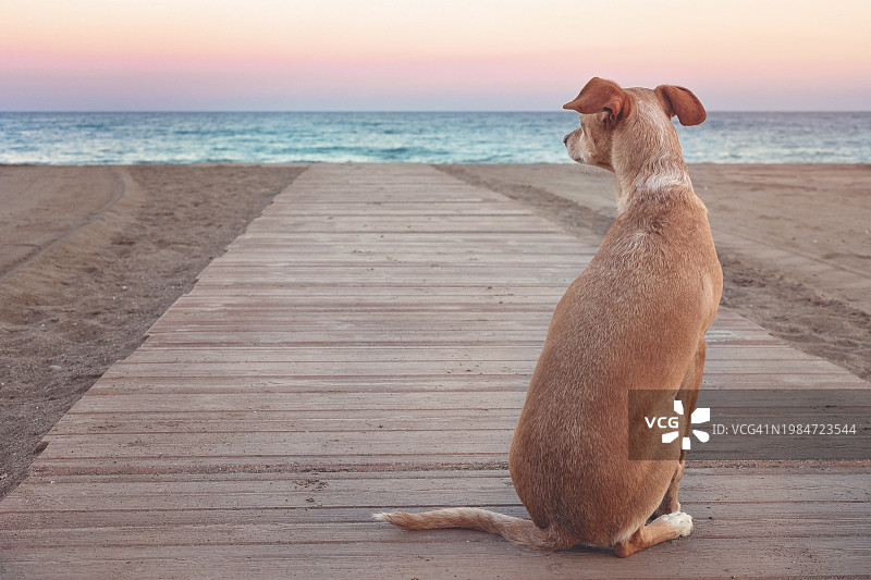 一只黄狗坐在沙滩上图片素材
