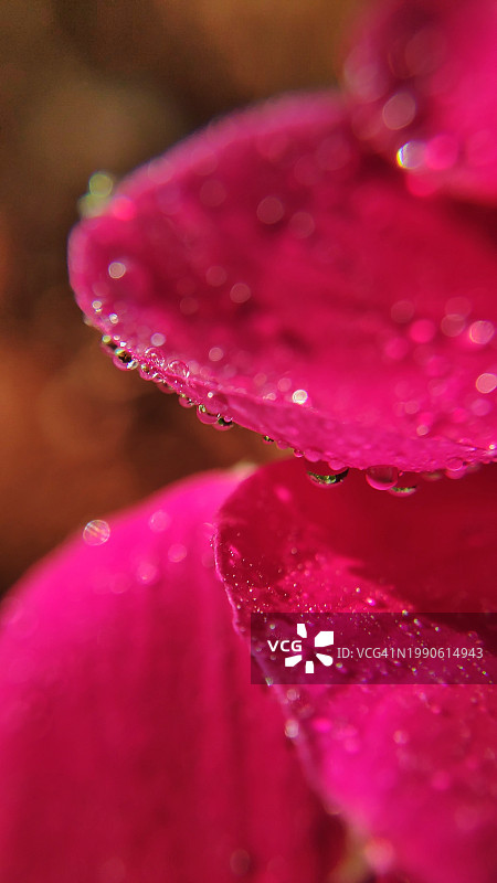 印度果阿邦鲍里姆，湿粉红玫瑰的特写图片素材