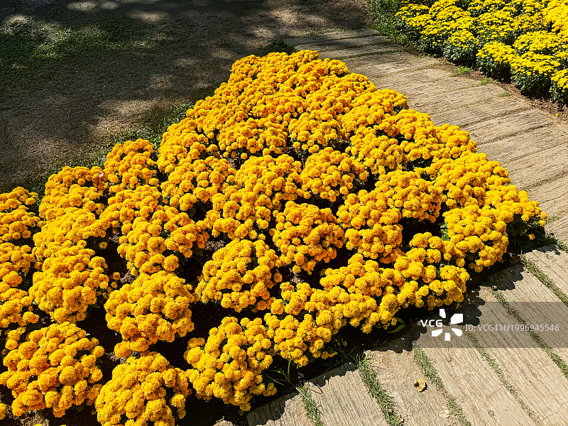 蜡菊(长生灌木，金色之花)图片素材