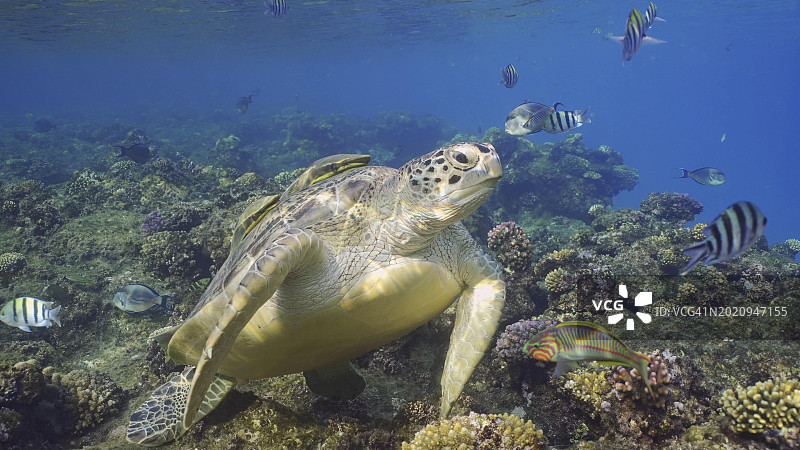大绿海龟(Chelonia mydas)在珊瑚礁上，周围漂浮着一群热带鱼在阳光明媚的日子里，红海，埃及，非洲图片素材