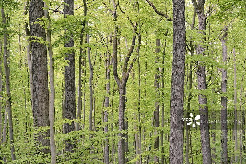德国，欧洲，北莱茵-威斯特伐利亚，落叶林中的新鲜绿叶图片素材