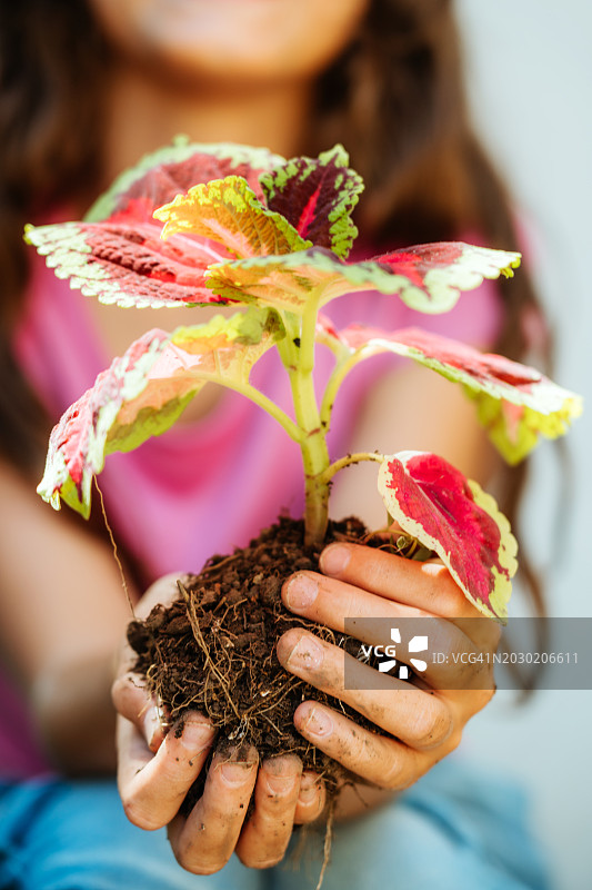 女人拿着充满活力的植物，有五颜六色的叶子和土壤图片素材