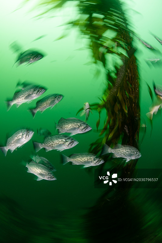 海带森林里的蓝岩鱼图片素材