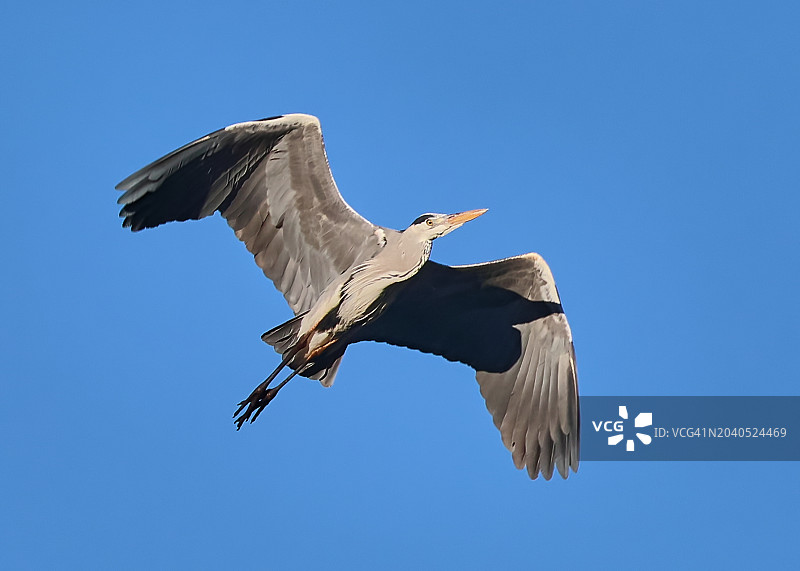 低角度看苍鹭在晴朗的蓝天下飞翔图片素材