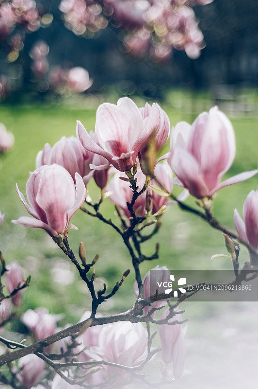 粉红色的木兰树在春天盛开的花朵图片素材