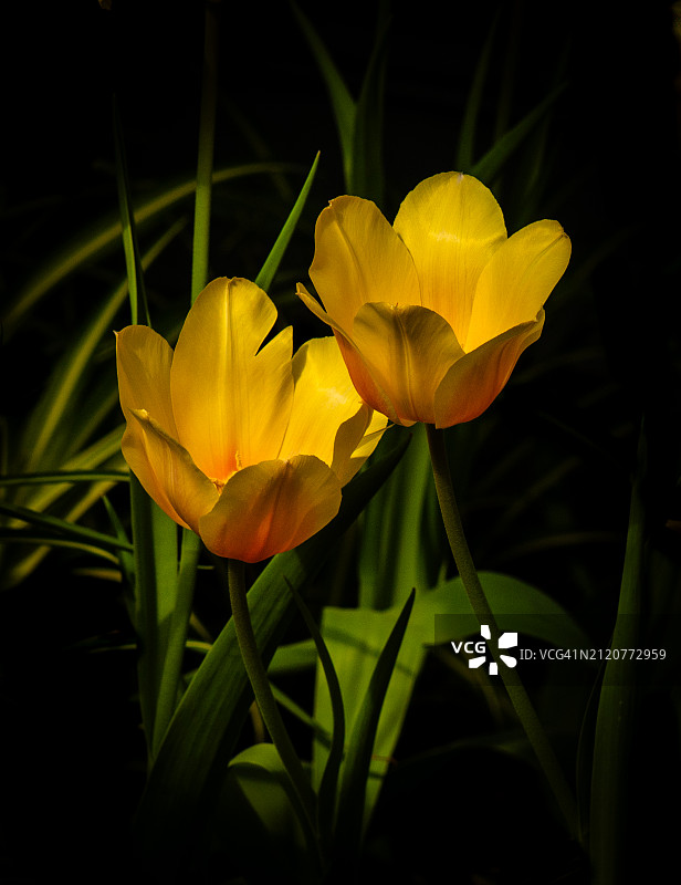 花园里鲜艳的黄色郁金香图片素材