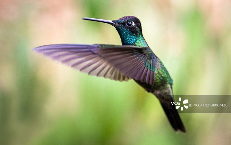 绿紫蜂鸟图片素材