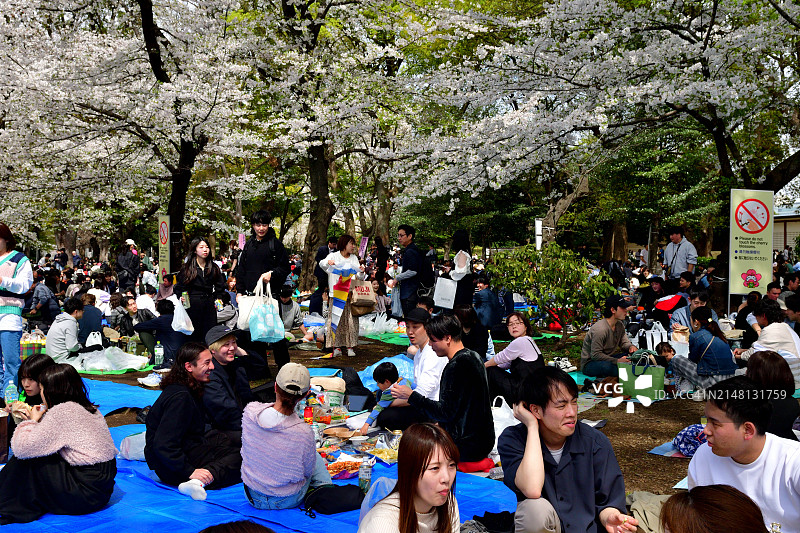 东京上野公园，坐在盛开的樱花树下观赏樱花(花见)图片素材
