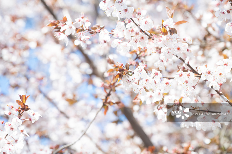 春天开花的日本樱桃树。图片素材