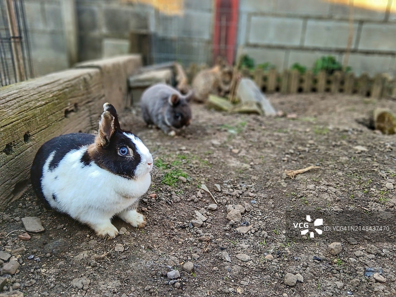 农场里的兔子图片素材