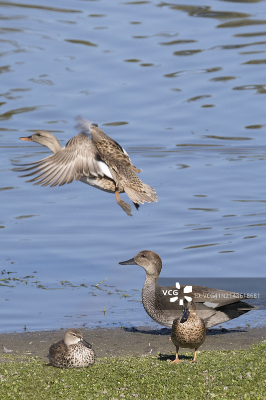 加德沃尔鸭雌鸭在雄鸭的注视下起飞图片素材