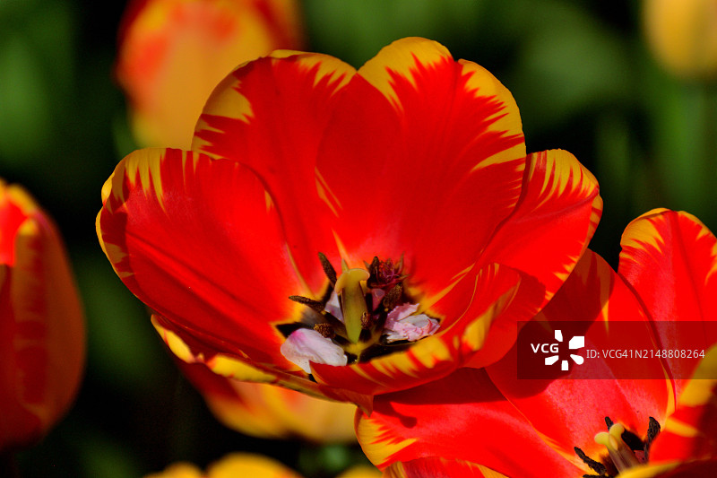 郁金香花盛开:简单的花与多色的背景图片素材