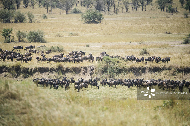 羊群在草地上吃草的鸟瞰图图片素材
