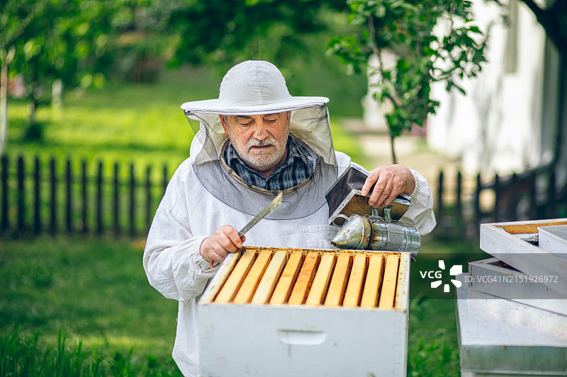养蜂人在检查蜂巢的蜂巢图片素材