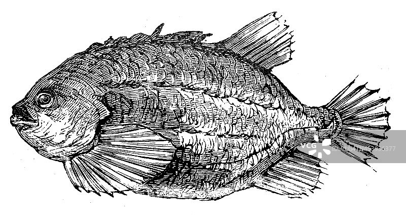 土鳖或土鳖鱼的仿古插图图片素材