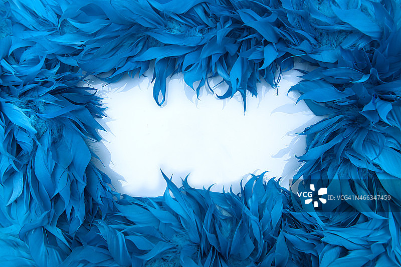 蓝色的鸟羽毛蟒蛇图片素材