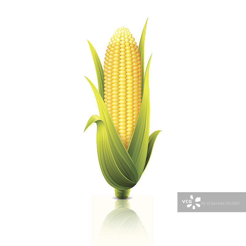 玉米芯孤立在白色矢量插图图片素材