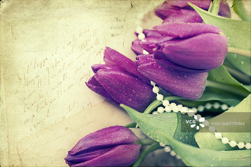 古老的情书和紫色的郁金香图片素材