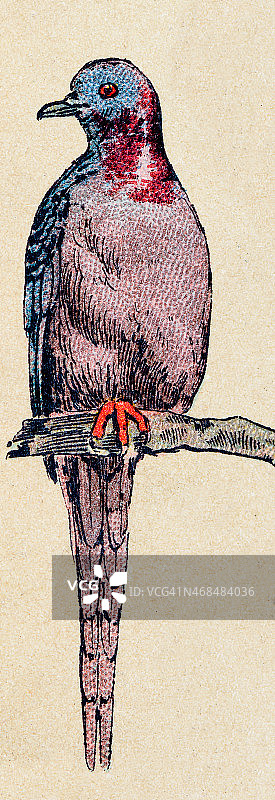 旅鸽，鸟类动物古董插图图片素材
