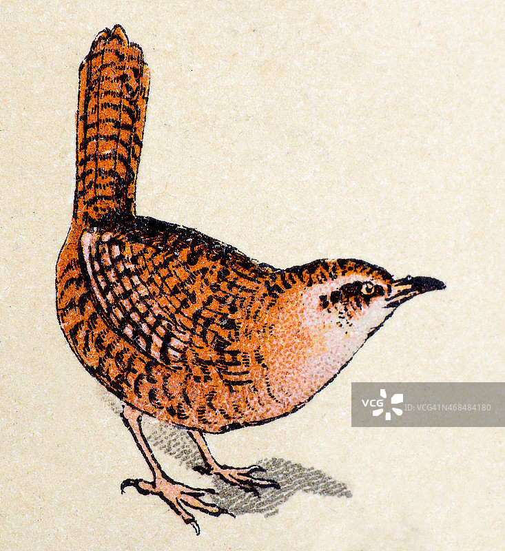 鹪鹩、鸟类、动物古董插图图片素材