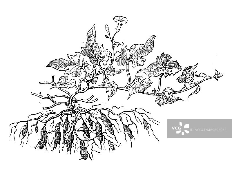 马铃薯植物的古董插图图片素材