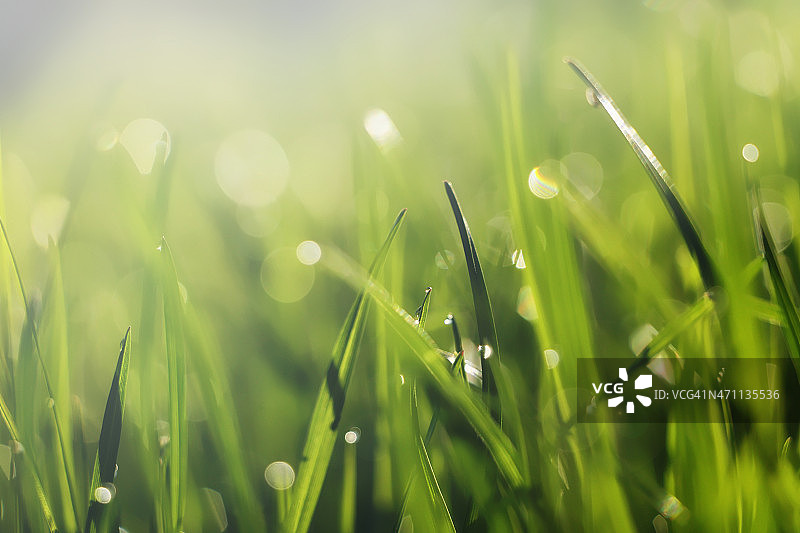绿草带着阳光和雨滴图片素材