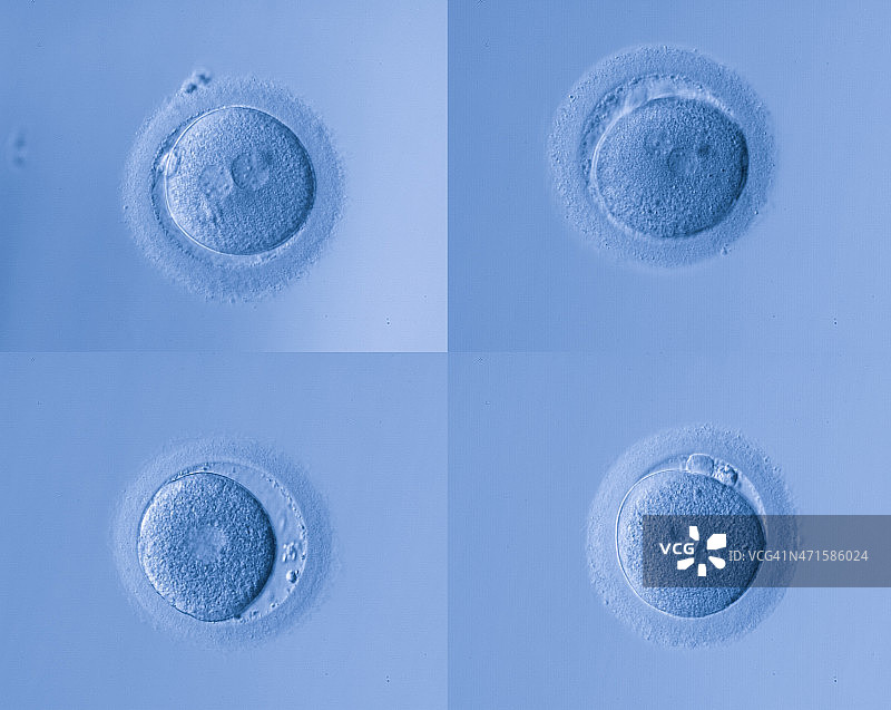 人类细胞蛋图片素材