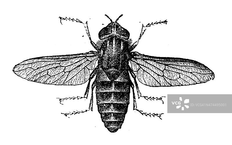 牛虻的古董插图(苍白的巨型马蝇)图片素材