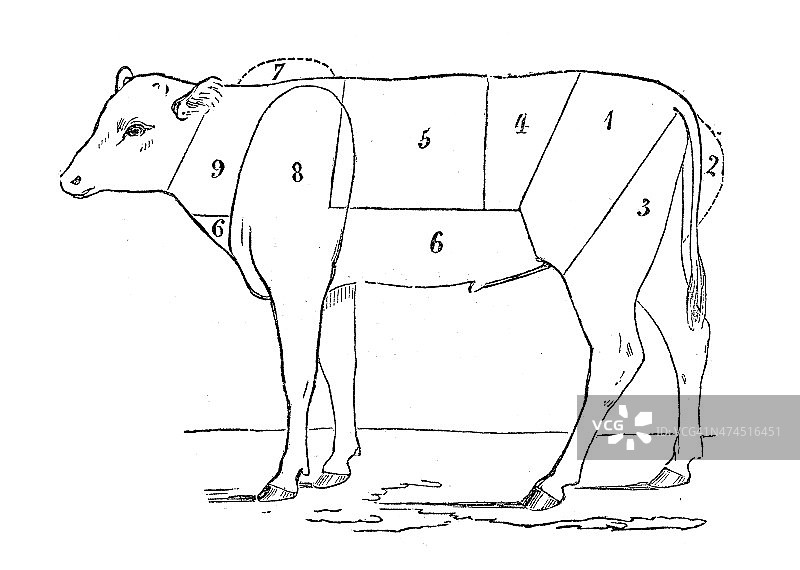 古董插图的小牛肉牛肉节图片素材