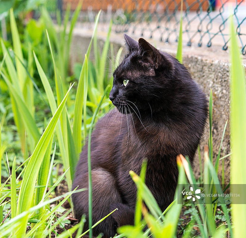 草丛中警惕的猫图片素材
