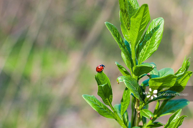 瓢虫在自然背景的绿叶上图片素材