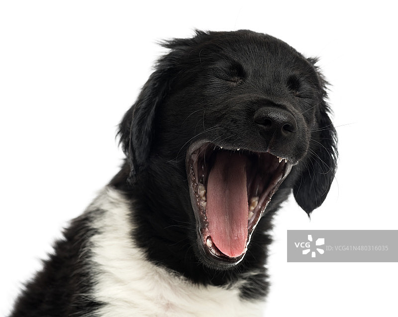 一个斯塔比霍恩小狗打哈欠的特写，孤立的白色图片素材