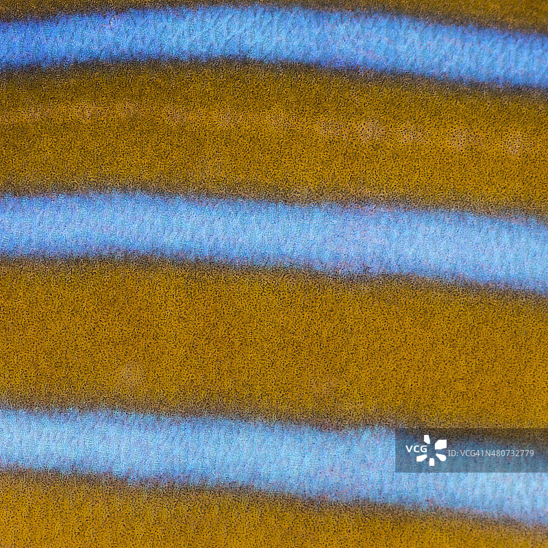 这是北神仙鱼皮肤的宏观图，七齿毛囊鱼图片素材