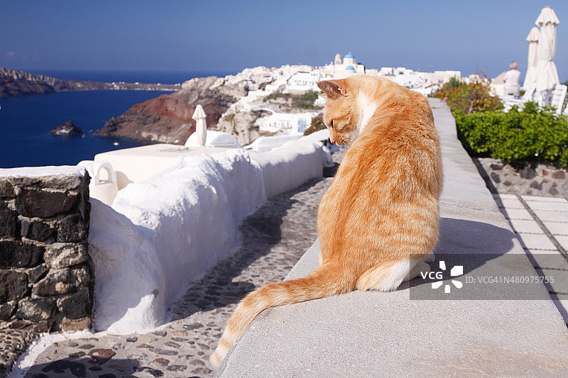 希腊圣托里尼岛的流浪猫图片素材