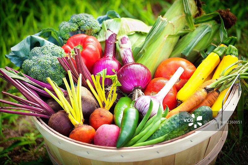 一篮从花园里摘来的夏季新鲜蔬菜图片素材
