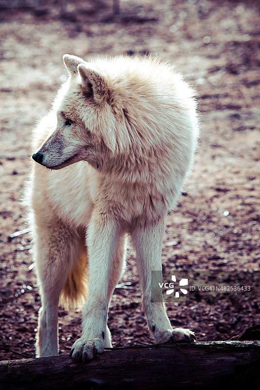 北极白色的狼图片素材