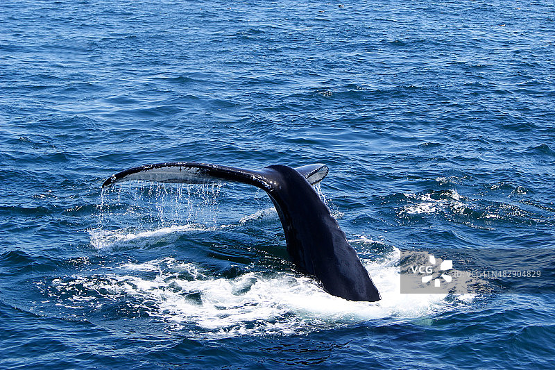 鲸鱼的尾巴图片素材
