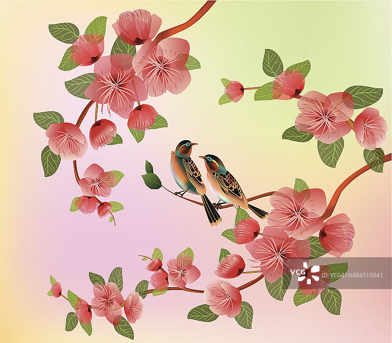 横幅樱花，春天，明信片。图片素材